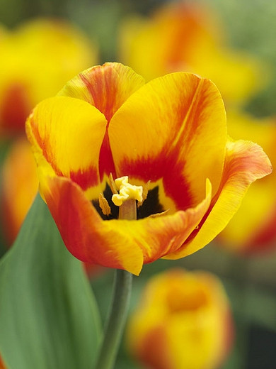 Tulipa Flair (Single Early Tulip)