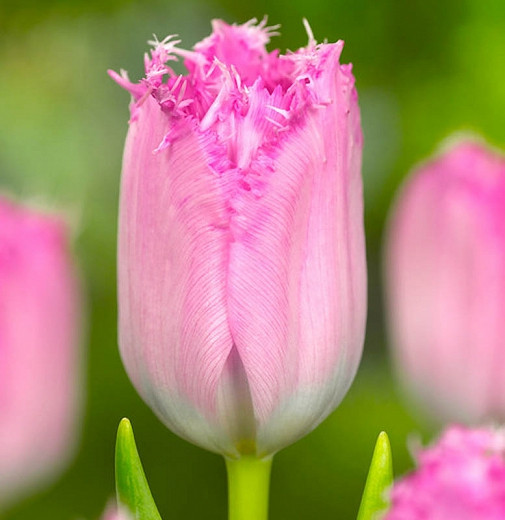 Tulipa Santander (Fringed Tulip)