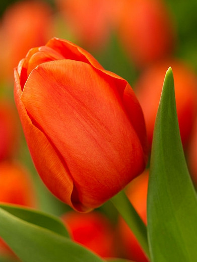 Tulipa Prins Willem Alexander (Triumph Tulip)