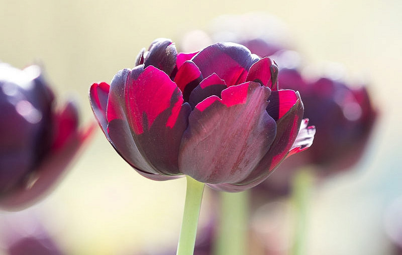 Tulipa Black Hero (Double Late Tulip)