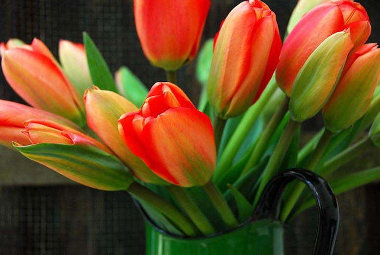 Tulipa Apeldoorn (Darwin Hybrid Tulip)