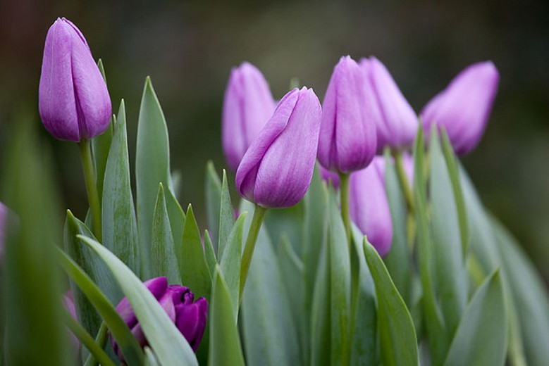 Tulipa Violet Beauty (Single Late Tulip)