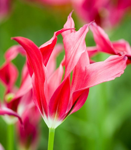 Tulipa Dolls Minuet (Viridiflora Tulip)