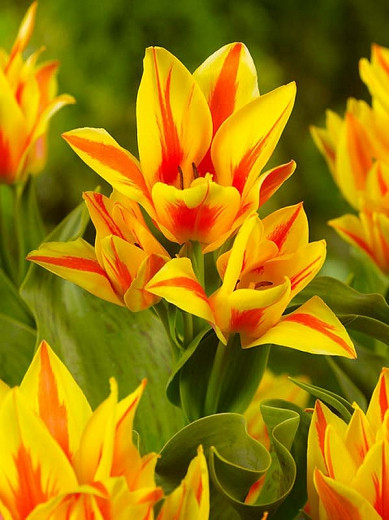Tulipa Winnipeg (Greigii Tulip)