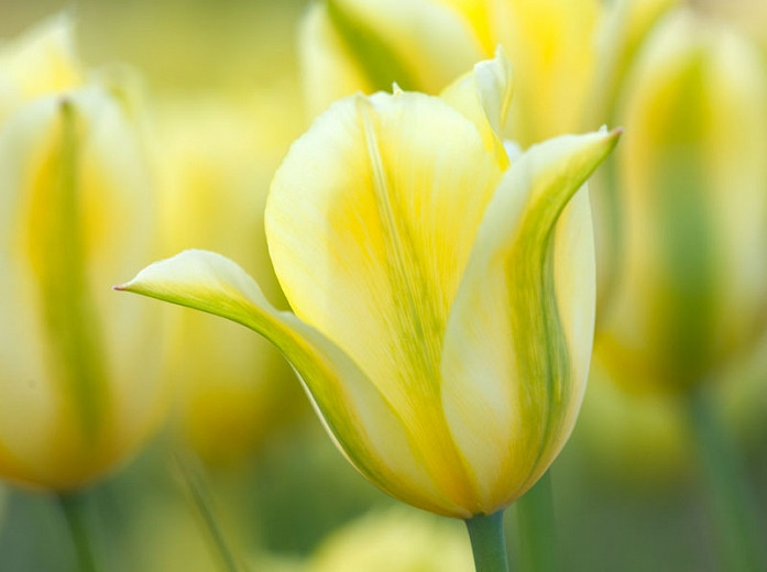 Tulipa Formosa (Viridiflora Tulip)