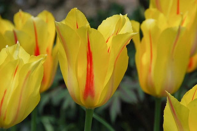 Tulipa Hocus Pocus (Single Late Tulip)