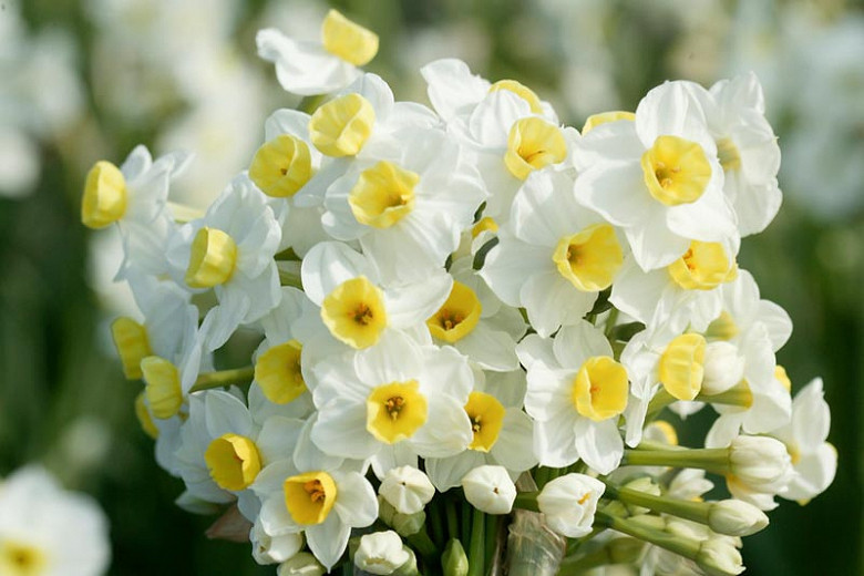 Narcissus Avalanche (Tazetta Daffodil)