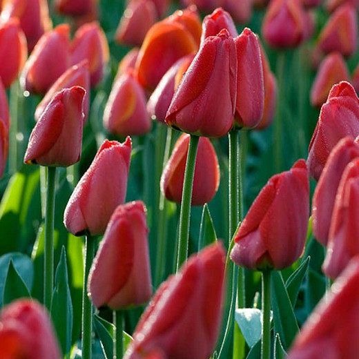 Tulipa Parade (Darwin Hybrid Tulip)