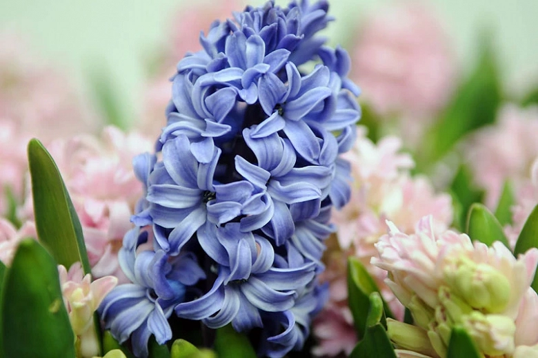 Hyacinthus orientalis Blue Star (Dutch Hyacinth)