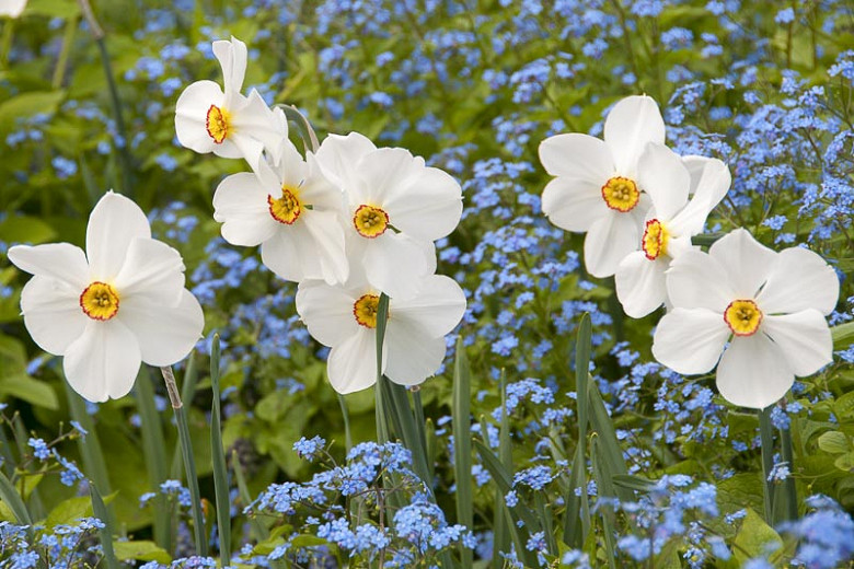 Narcissus Actaea (Poeticus Daffodil)
