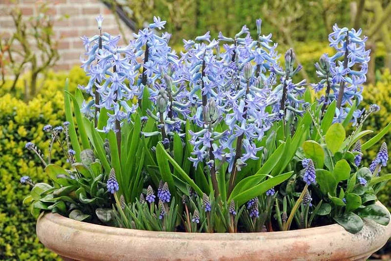 Hyacinthus orientalis Blue Festival (Dutch Hyacinth)