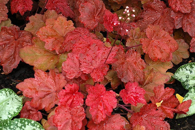 Heuchera Autumn Leaves (Coral Bells)