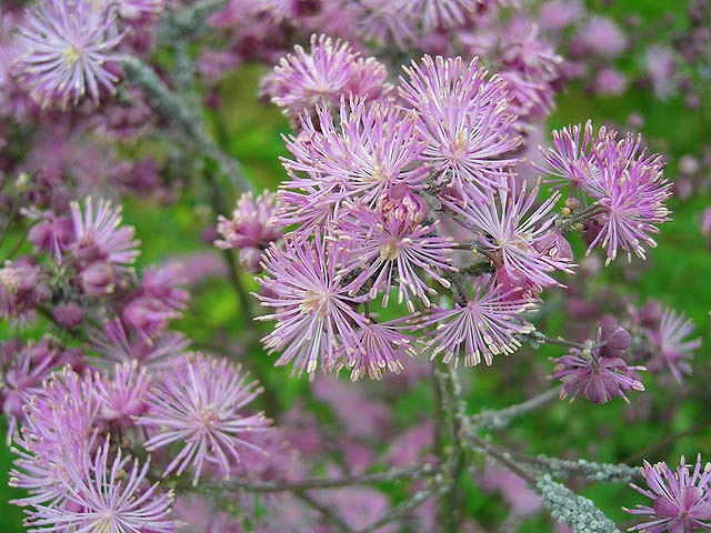 Thalictrum aquilegiifolium (Meadow Rue)