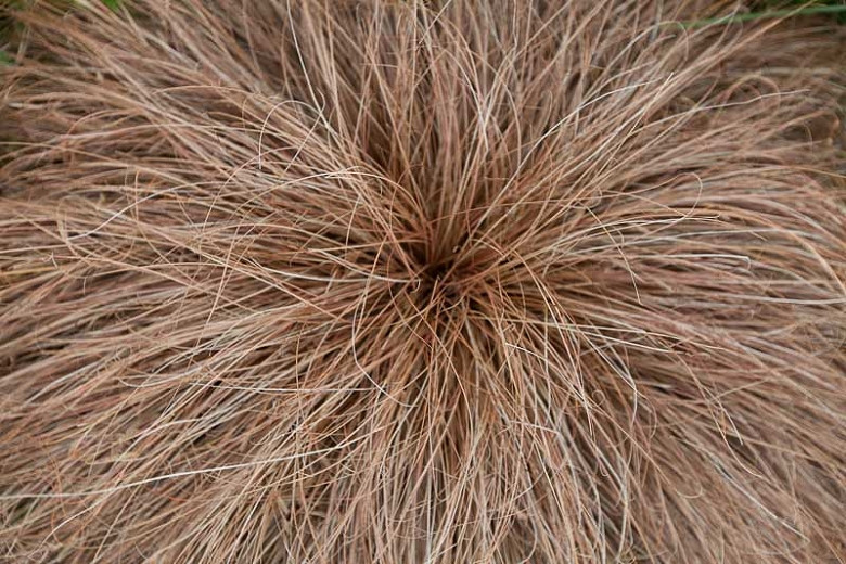 Carex flagellifera (Weeping Brown Sedge)