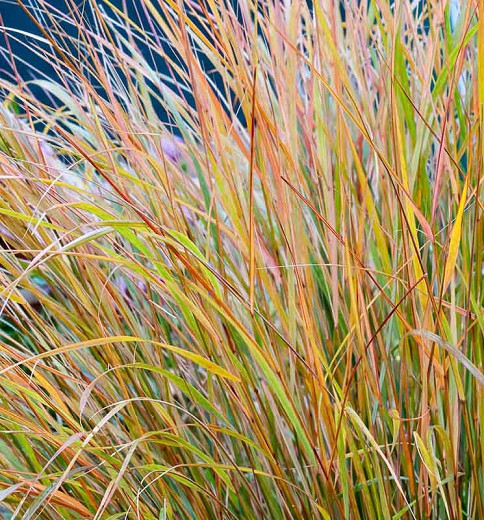 Stipa arundinacea (New Zealand Wind Grass)