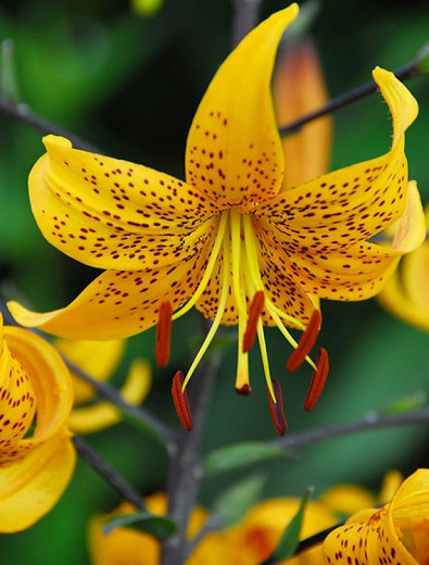 Lilium leichtlinii (Leichtlins Lily)