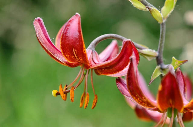 Lilium Claude Shride (Martagon Lily)