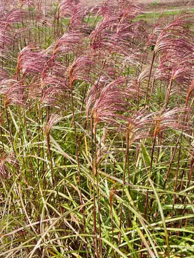 Miscanthus sinensis Zebrinus (Zebra Grass)