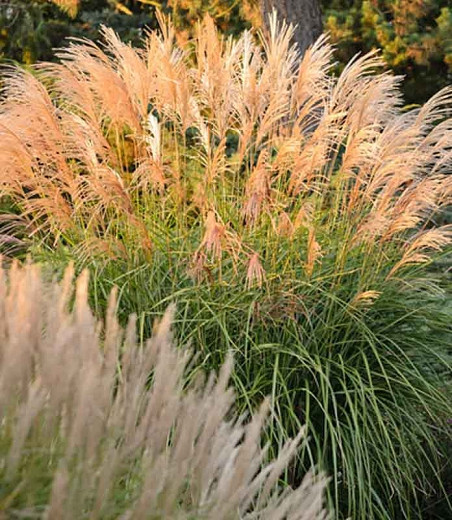 Miscanthus sinensis Grosse Fontane (Chinese Silver Grass)