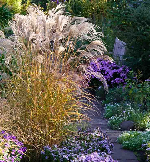 Miscanthus sinensis Flamingo (Chinese Silver Grass)