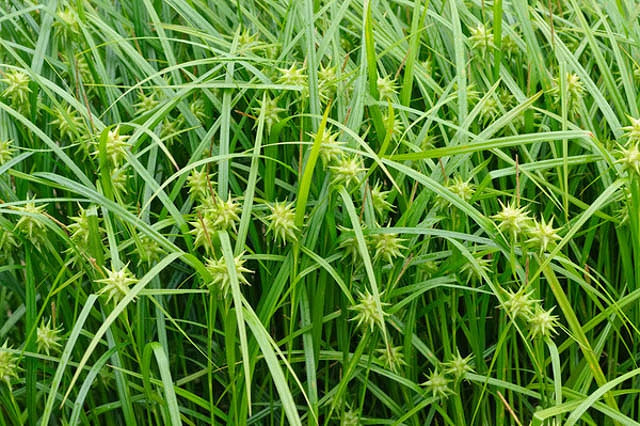 Carex grayi (Mace Sedge)
