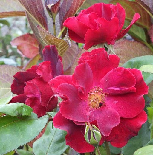Rosa Dusky Maiden (Floribunda Rose)