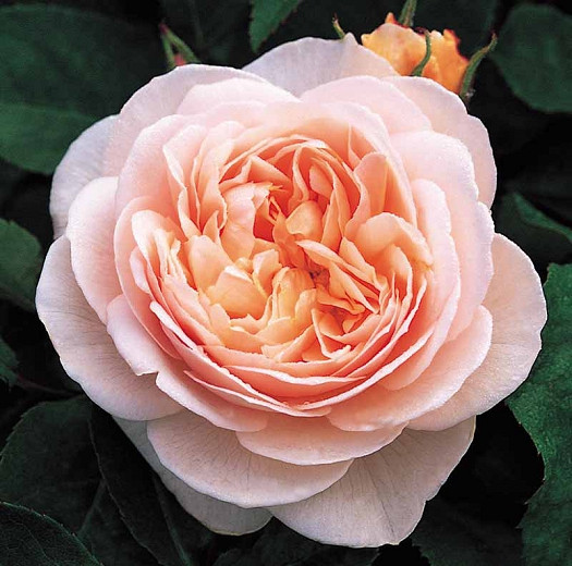 Rosa Sweet Juliet (English Rose)