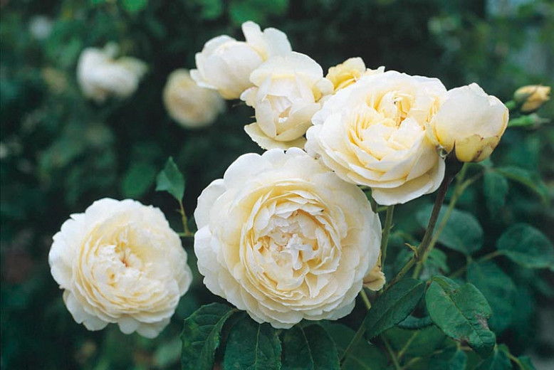 Rosa Windermere (English Rose)