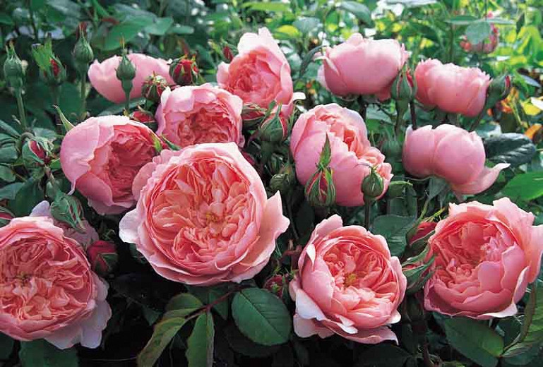 Rosa The Alnwick Rose (English Rose)