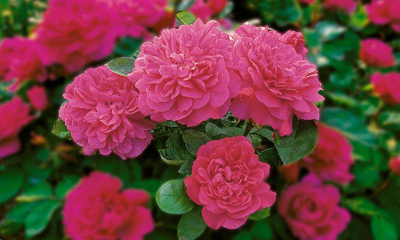Rosa Sophys Rose (English Rose)