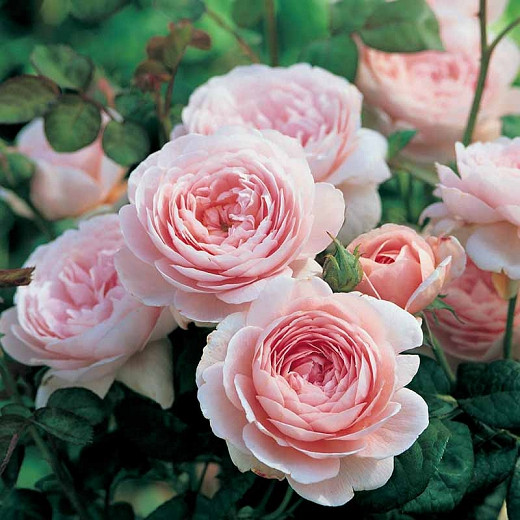 Rosa Queen of Sweden (English Rose)