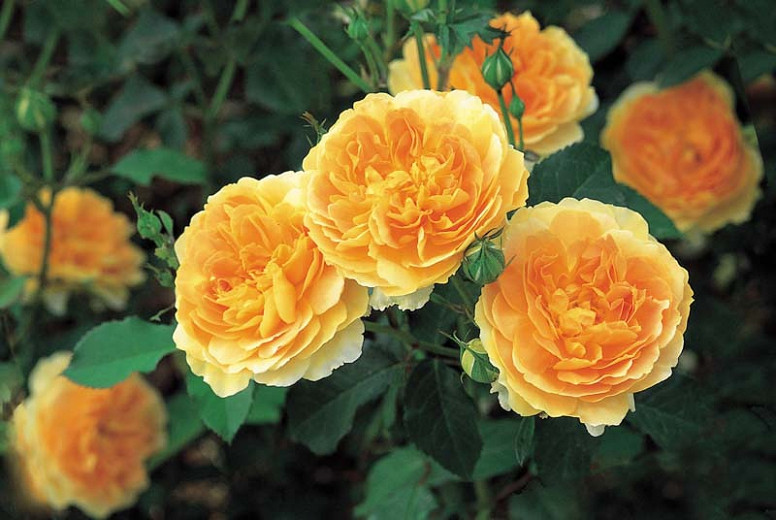 Rosa Molineux (English Rose)