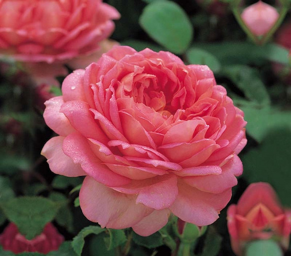 Rosa Jubilee Celebration (English Rose)