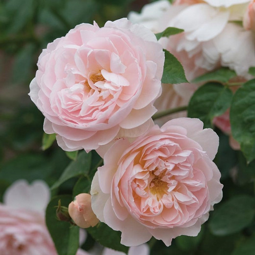 Rosa Gentle Hermione (English Rose)