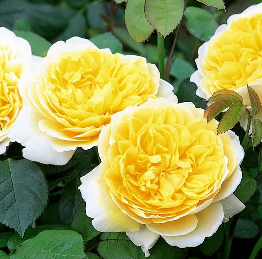 Rosa Charlotte (English Rose)