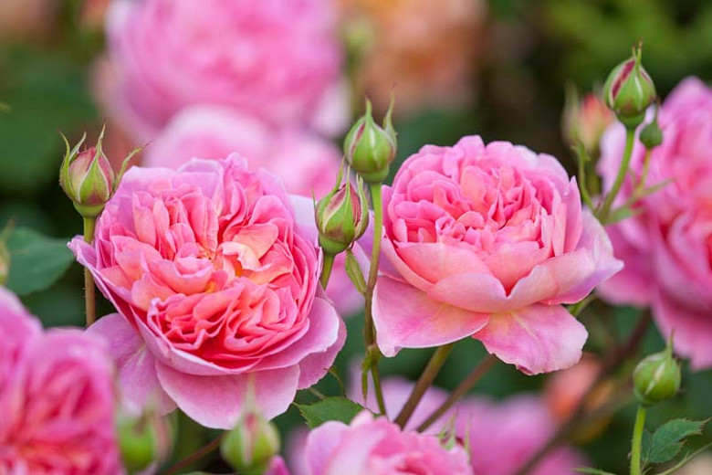 Rosa Boscobel (English Rose)