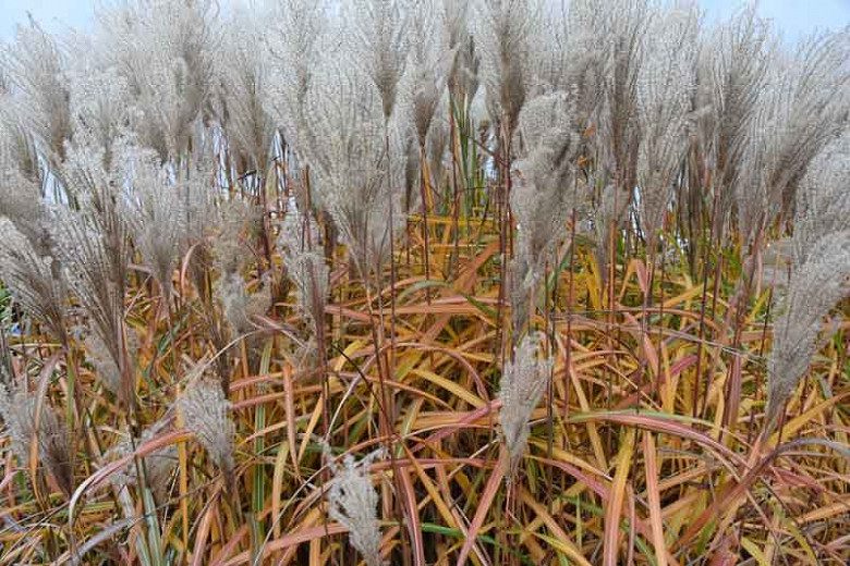 Miscanthus sinensis Malepartus (Chinese Silver Grass)