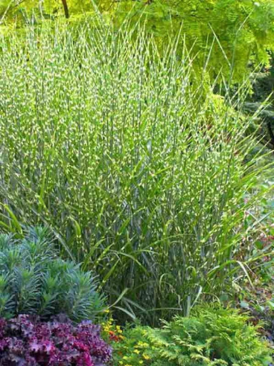 Miscanthus sinensis Strictus (Porcupine Grass)