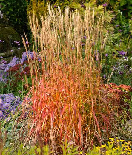 Miscanthus sinensis Ghana (Chinese Silver Grass)