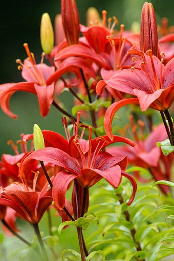 Lilium Gran Paradiso (Asiatic Lily)