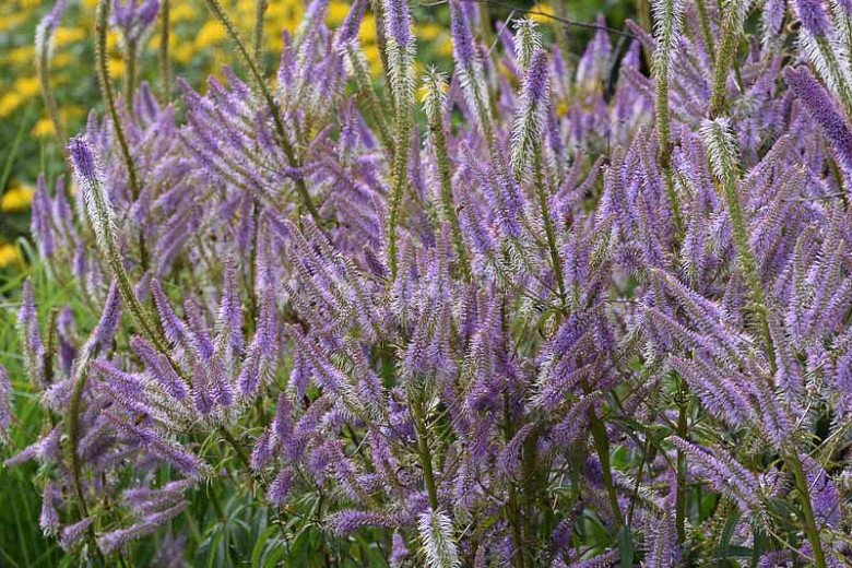 Veronicastrum virginicum Lavendelturm (Culvers Root)