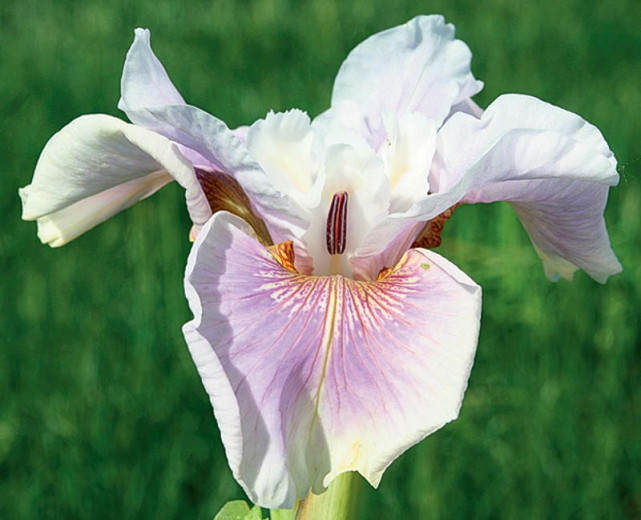 Iris sibirica Fond Kiss (Siberian Iris)
