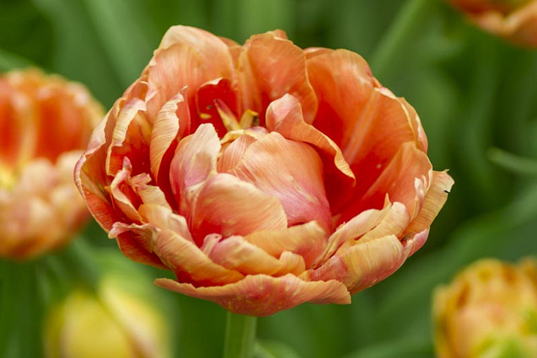 Tulipa Orange Angelique (Double Late Tulip)