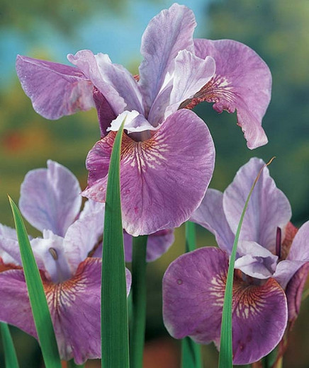 Iris sibirica Lavender Bounty (Siberian Iris)