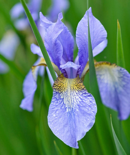 Iris sibirica Perrys Blue (Siberian Iris)