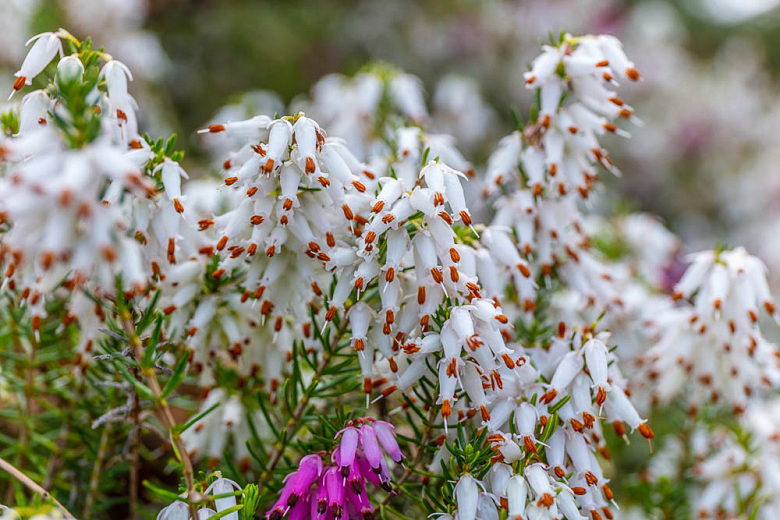 Erica carnea Springwood White (Winter Heath)