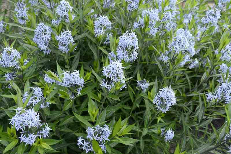 Amsonia tabernaemontana (Blue Star)