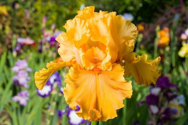 Iris Acapulco Gold (Bearded Iris)