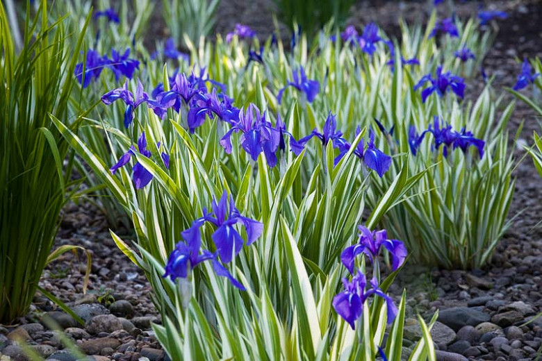 Iris laevigata Variegata (Water Iris)