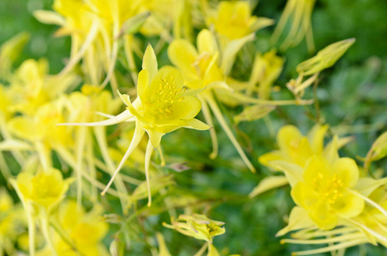 Aquilegia chrysantha Yellow Queen (Golden Columbine)